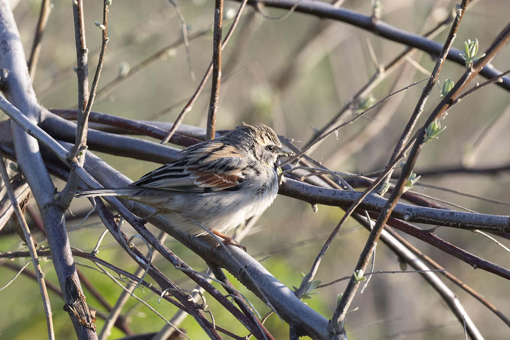 Dead Sea Sparrow
